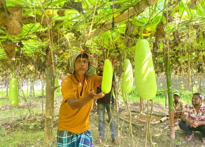 কীটনাশক ছাড়াই দেশীয় পদ্ধতিতে লাউ চাষ করে সফল কমলগঞ্জের 'মজিদ বক্স'